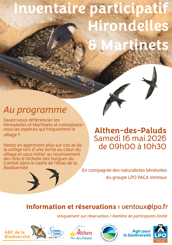 affiche hirondelles & martinets